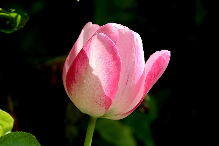 tulipa, flores, plantas bulbosas, cor rosa, fechar-se, detalhes, jardim, jardinagem, horticultura, botânico