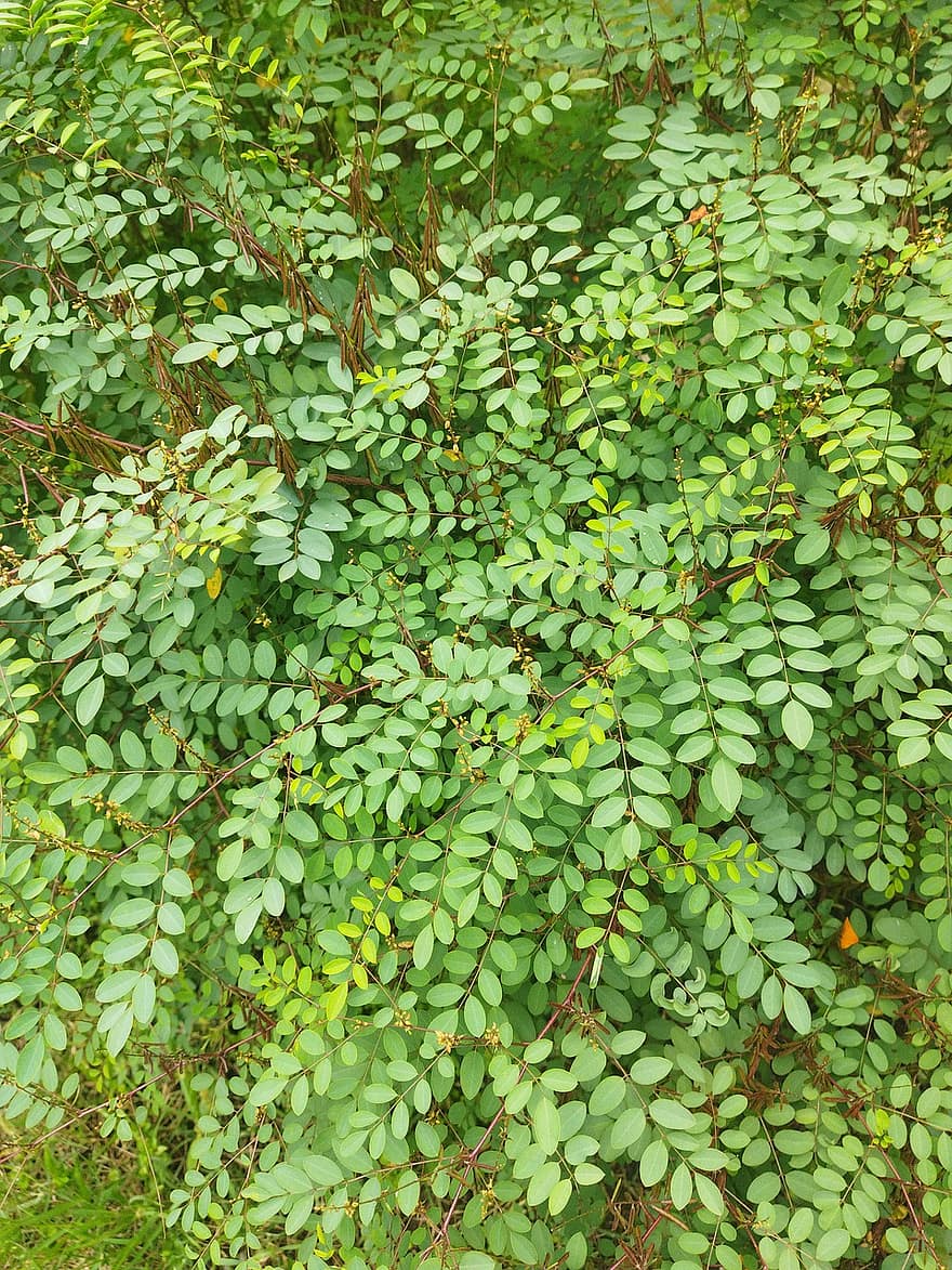 Indigofera Tinctoria, Истинско индиго, билки, Билкови растения, растения, аюрведа билки