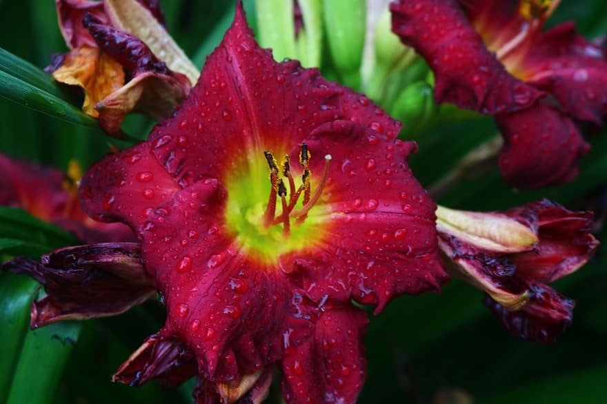 Flower, Lily, Water Droplets, Red Lily, Red Flower, Raindrops, Wet, Bloom, Blossom, Petals, Red Petals