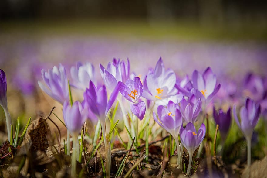 クロッカス、フラワーズ、紫色の花、花びら、紫色の花びら、花、咲く、自然、フローラ、植物、春