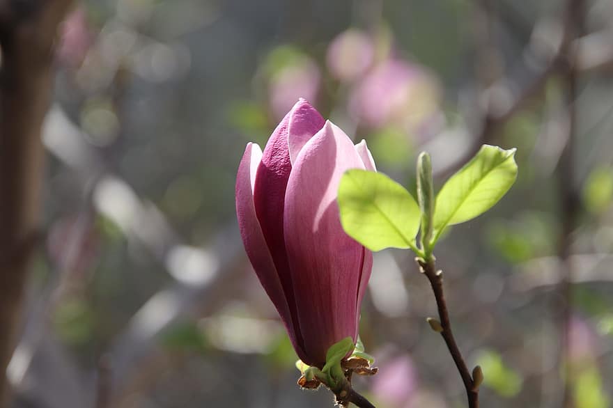 magnolia, fiore, ramo, petali, fiore viola, fiore di magnolia, fiore primaverile, fioritura, flora, primavera, pianta