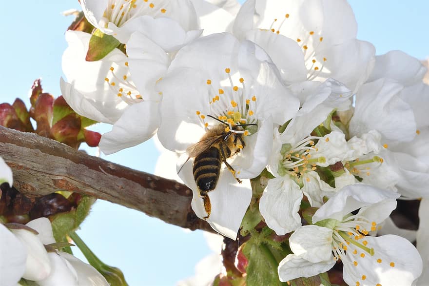 मधुमक्खी, कीट, बग, फूल, पंखुड़ियों, स्टेम, पौधों, कलियों, प्रकृति, फूल का खिलना