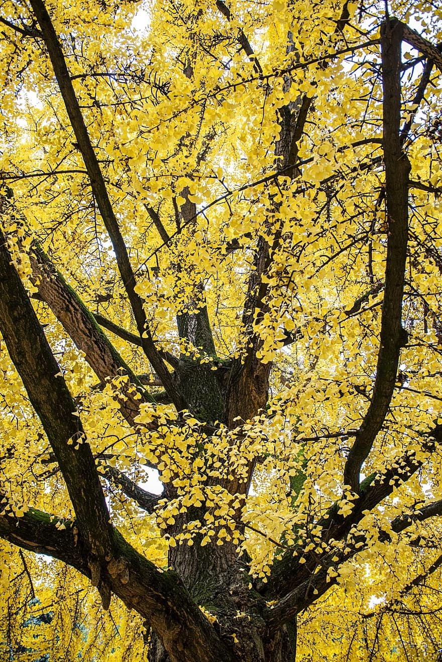 秋、イチョウの木、自然、パーク、黄色の葉、木、黄、森林、ブランチ、葉、シーズン