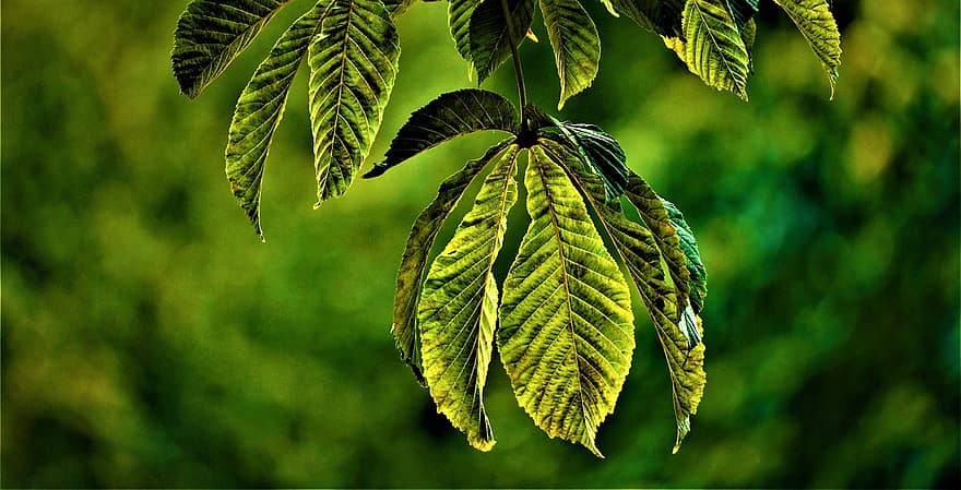 hojas, castaña, árbol, verano, verde, brillante, naturaleza, bosque, belleza, fondo, caminar
