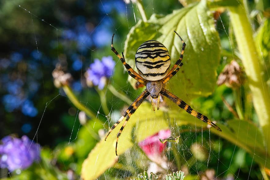 hyönteinen, ampiainen hämähäkki, hämähäkinverkko, makro