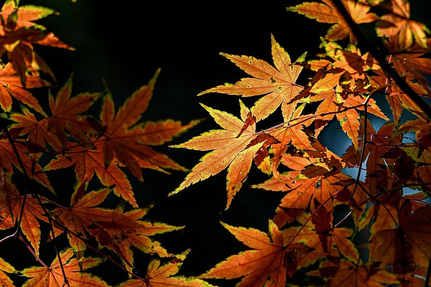 liście klonu, jesień, listowie, krajobraz, jesienne liście, liść, żółty, drzewo, pora roku, las, intensywny kolor