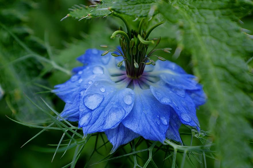 vierge dans le vert, Nigella Damascena, fleur, Floraison, fleur bleue, goutte de pluie, Pétales humides, pétales bleus, flore, jardin, botanique