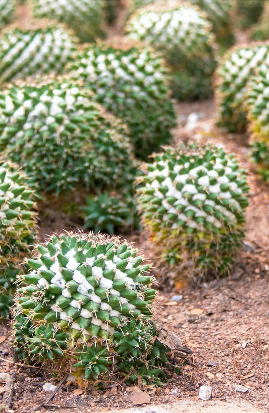 cactus, espines, plantes, suculent, cactàcies, espinós, naturalesa, planta, primer pla, planta suculenta, full