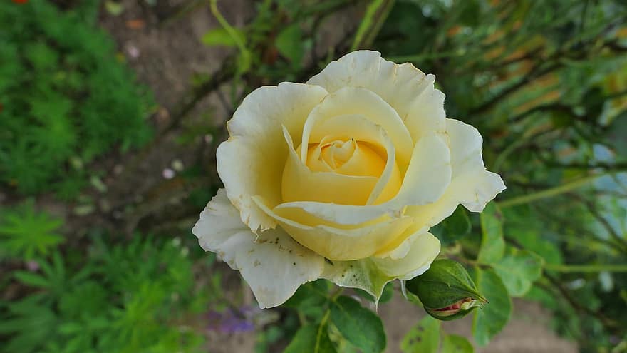 Rose, blomst, hvid, plante, have, natur