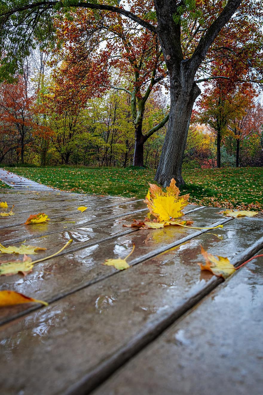листя, осінь, місто, клімат, навколишнє середовище, падіння, декорації, мальовничий, лист, жовтий, сезон