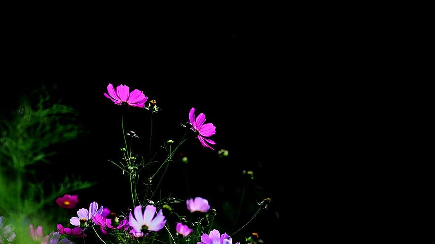 Flowers, Cosmos, Nature, Bloom, Blossom, Botany