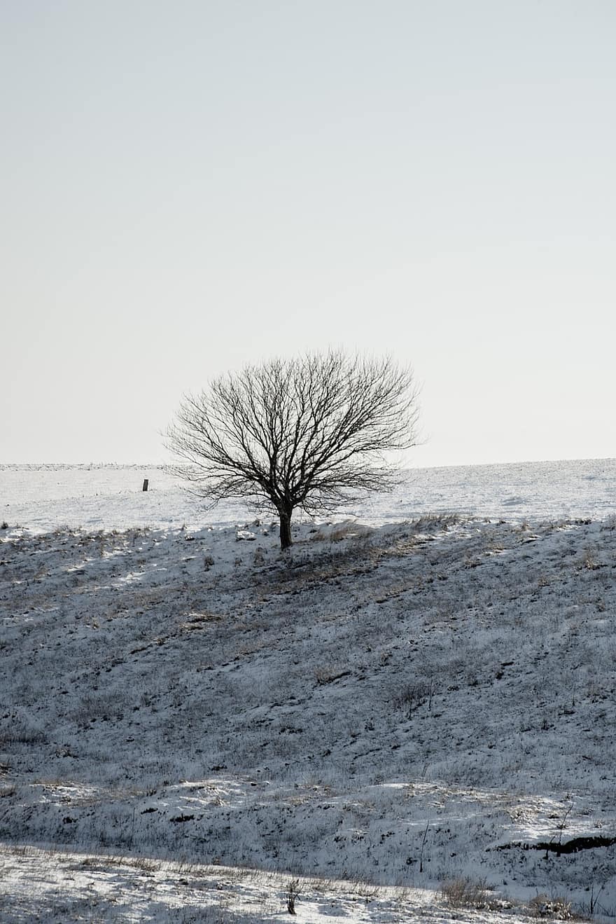 campo, nieve, invierno, árbol, colina, prado, ventisquero, invernal, escarcha, frío, naturaleza
