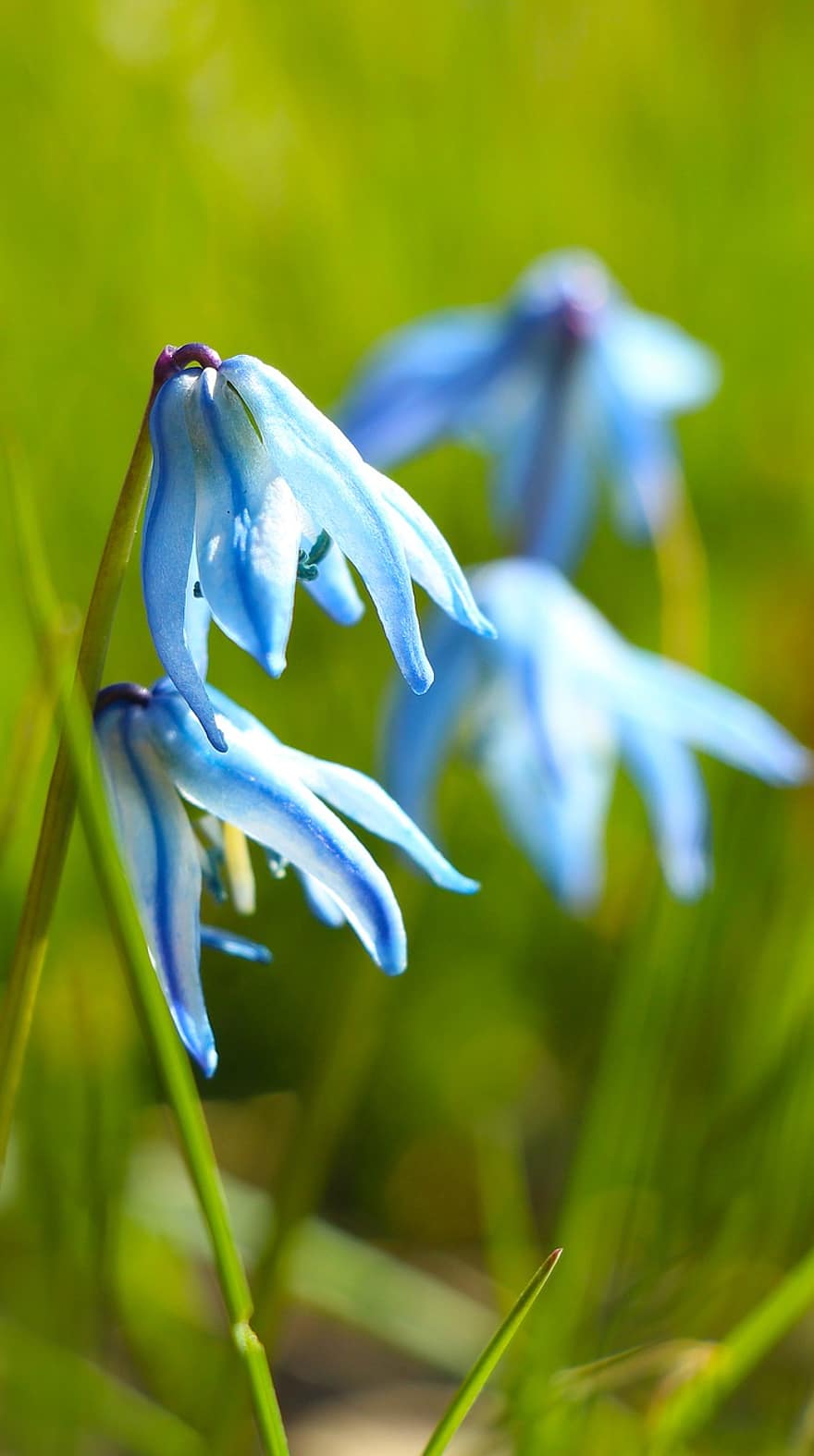 Flowers, Siberian Squill, Blue Flowers, Garden, Nature, close-up, plant, green color, flower, summer, leaf