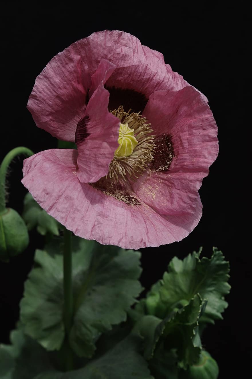 opiumvalmue, poppy, rosa blomst, medisinsk plante, blomstre, blomst, anlegg, nærbilde, petal, blad, blomsterhodet