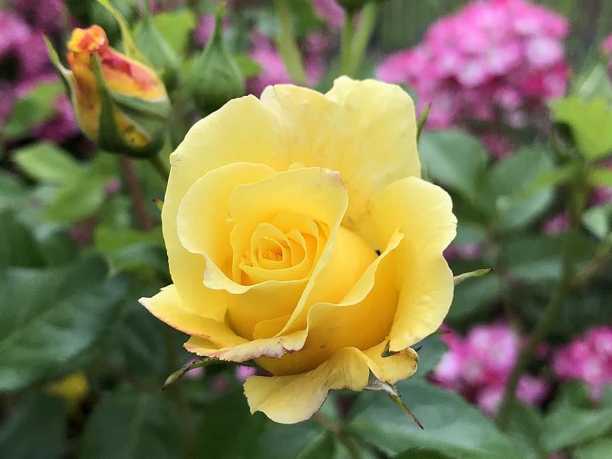 黄色いバラ、黄色い花、花、咲く、バラ、バレンタイン・デー、庭園、バラの花、花びら