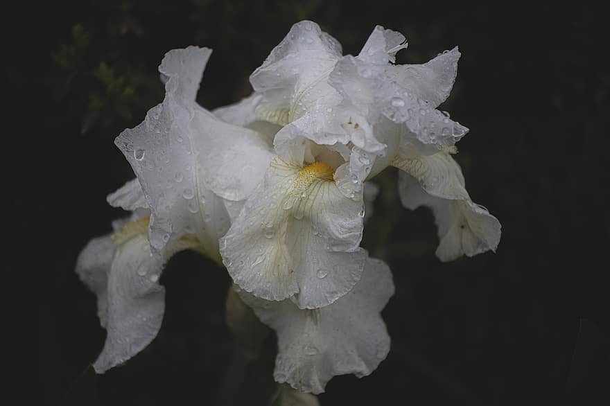 Flower, Orchid, Raindrops, White Flower, Dewdrops, Nature, Flora, Plant, Ecology