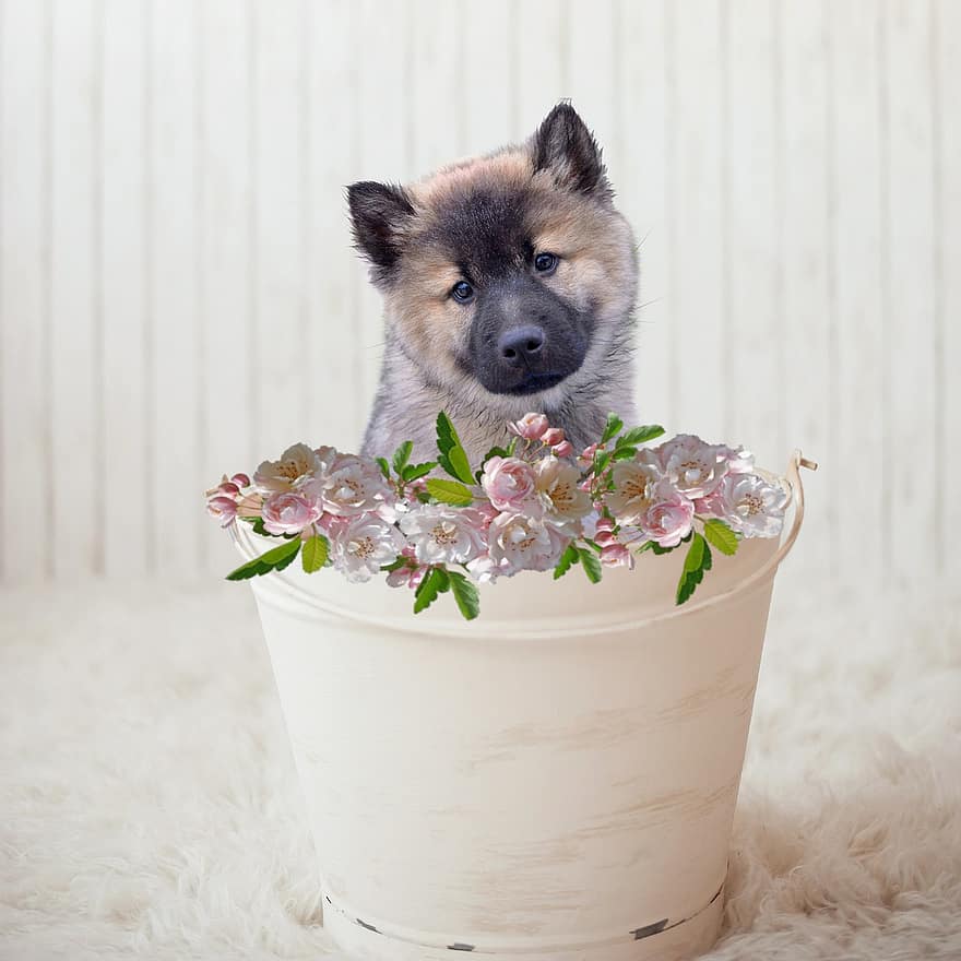 Puppy, Bucket, Animal, Dog, Pet, Cute, Adorable, Canine, Flowers, White, Pink