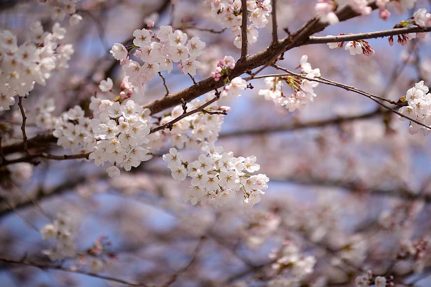 những bông hoa, mùa xuân, Hoa anh đào, cây, theo mùa, Nhật Bản, hoa, cánh hoa, sự phát triển, chi nhánh, Mùa