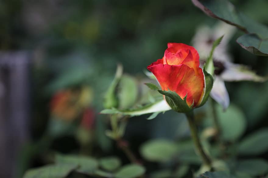 Алинка Роуз, цвете, растение, роза, разцвет, цвят, декоративно растение, флора, природа, градина, близък план