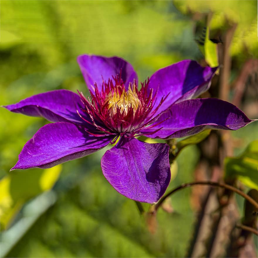 Clematis, Flower, Purple Flower, Petals, Purple Petals, Bloom, Blossom, Flora, Plant, Nature