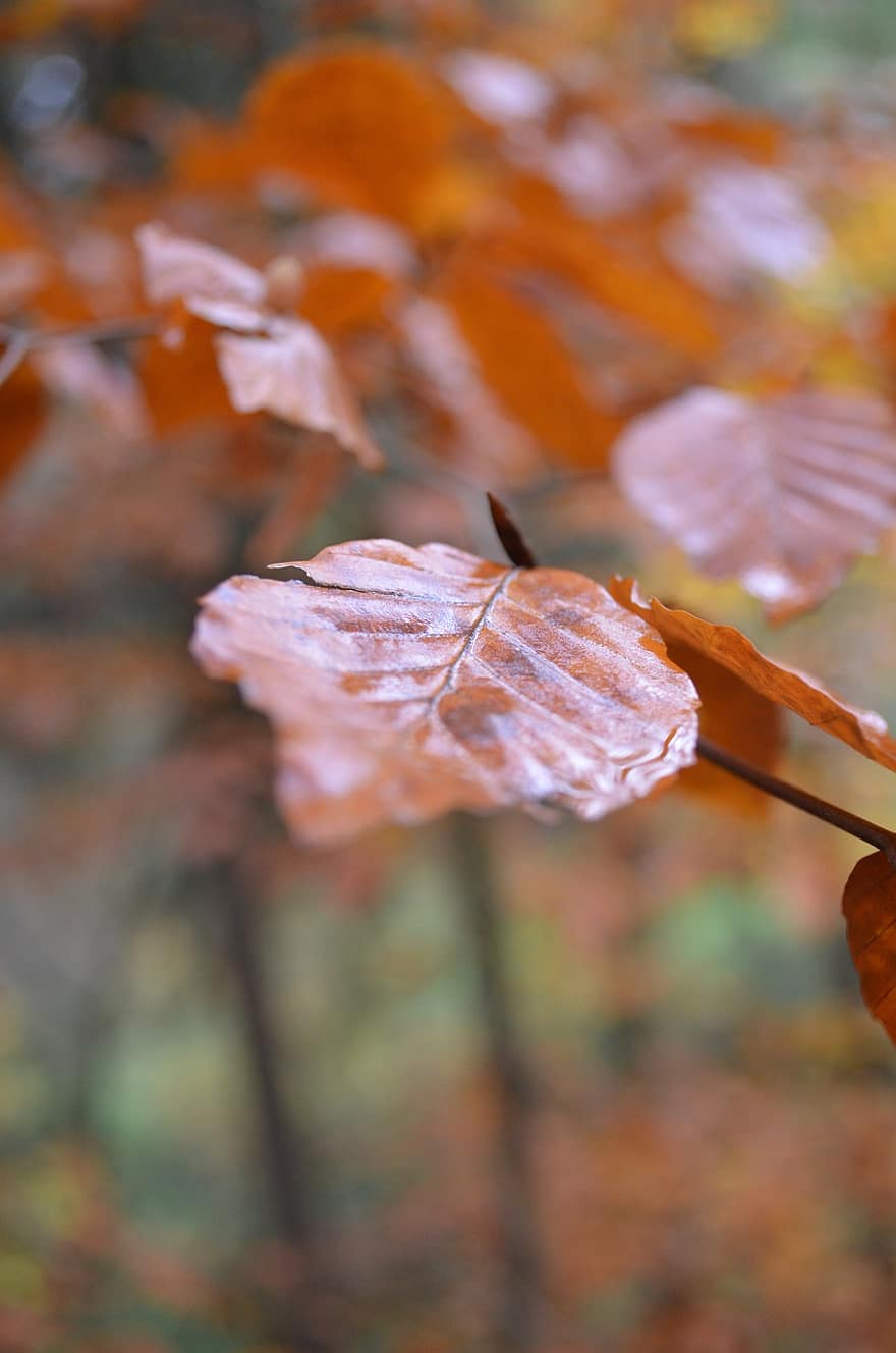 葉、工場、秋、紅葉、オレンジ色の葉、ブランチ、自然、マクロ、シーズン、黄、森林