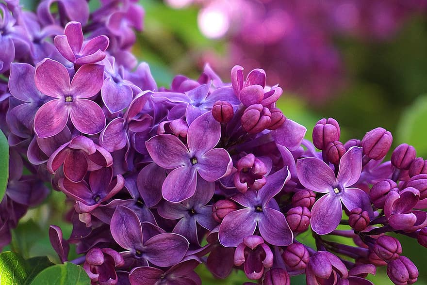 ungu, bunga-bunga, menanam, kelopak, berkembang, berbunga, belukar, tangkai, flora, taman, musim semi