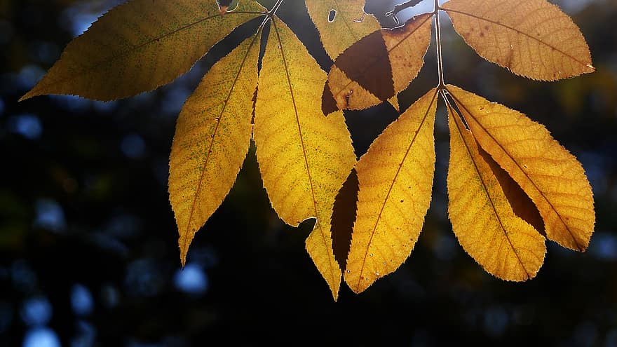 листя, природи, осінь, сезон, падіння, дерево, лист, жовтий, впритул, яскравий колір, ліс