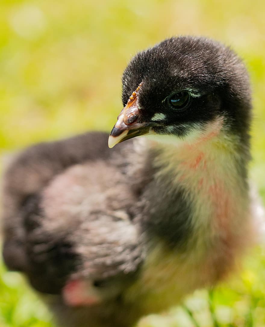 Chick, Bird, Animal, Young Bird, Baby Chicken, Pet, Cute, Beak, Plumage, Poultry, Farm