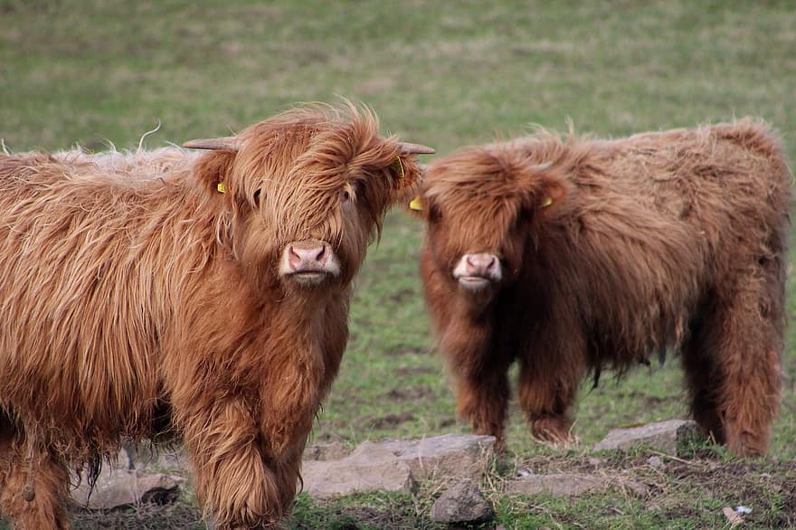 Cows, Cattles, Highland Cows, Livestock, Farm, Animals, Nature, Mammals, Agriculture, Rural, Countryside
