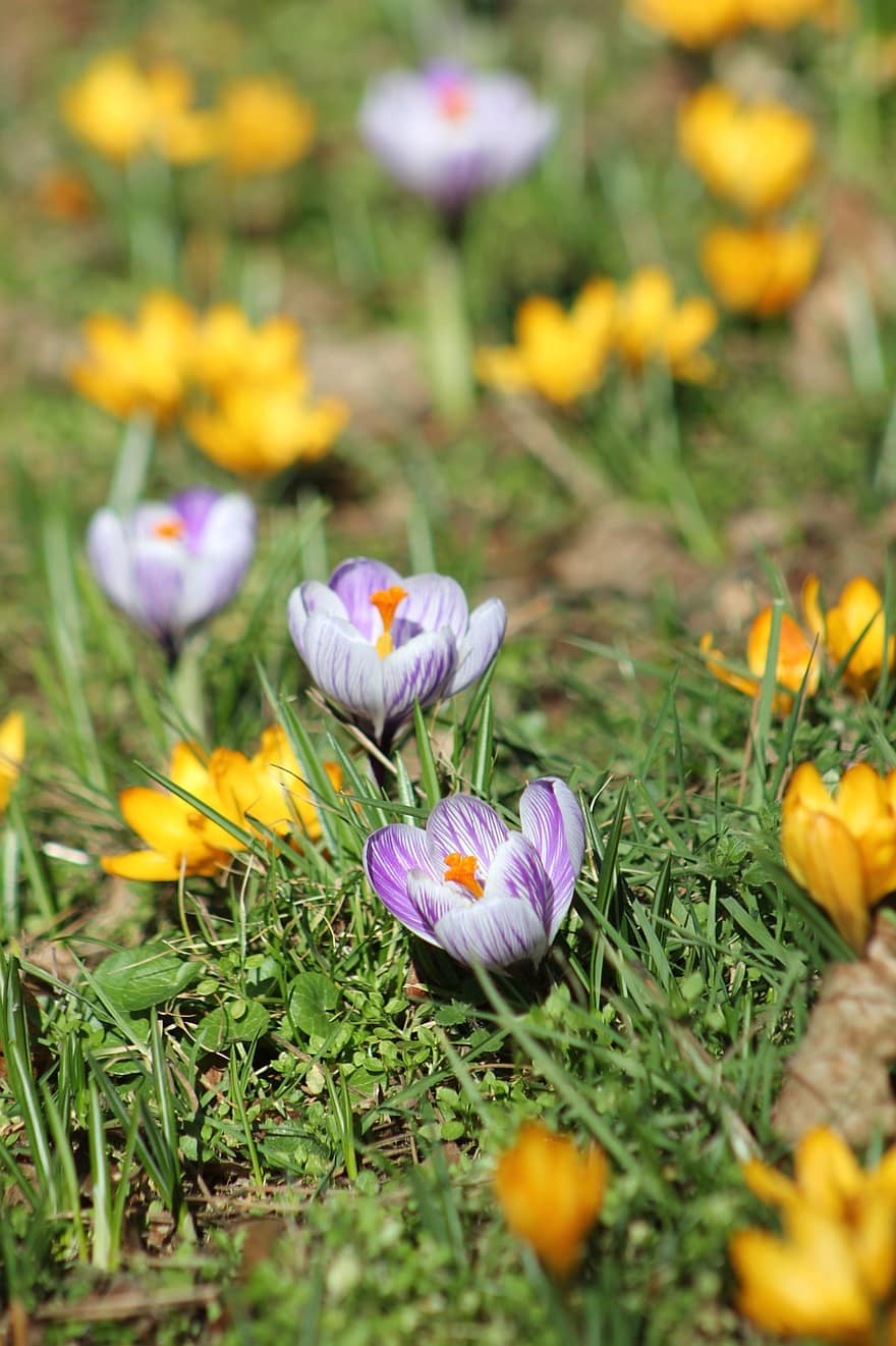 クロッカス、フラワーズ、植物、紫色の花、黄色い花、花びら、咲く、フローラ、牧草地、自然、春