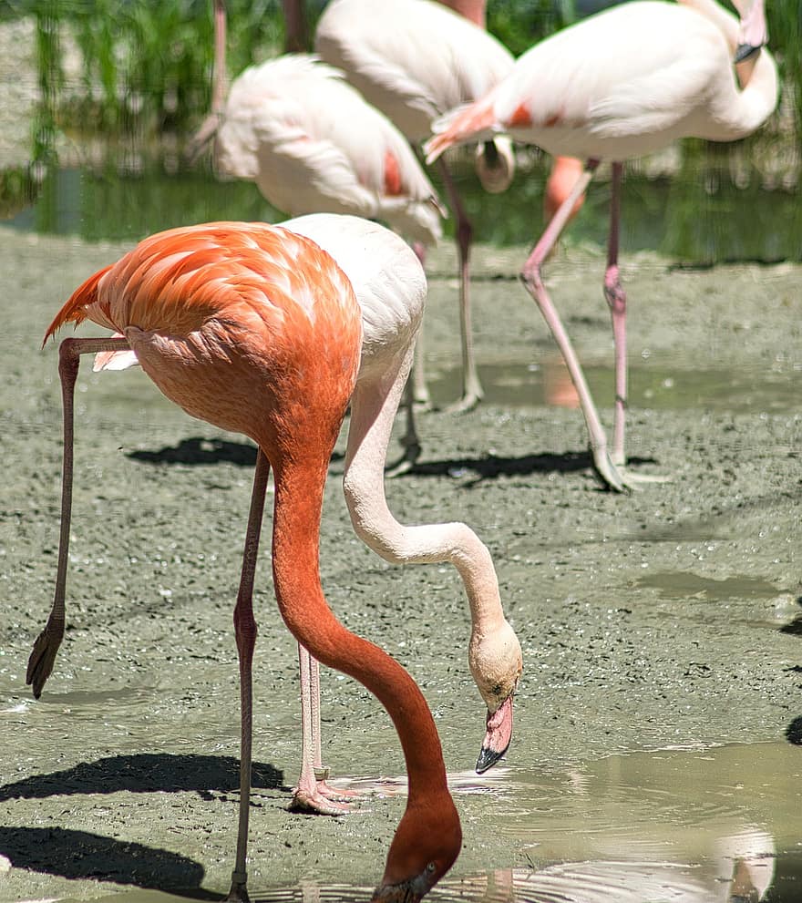 flamenco, pájaro, animal, pluma, pico, animales en la naturaleza, agua, África, color rosa, multi color, estanque