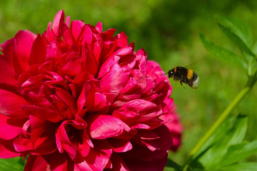 Flower, Bumblebee, Insect, Peonies, Bloom, Nature, Garden, Grass