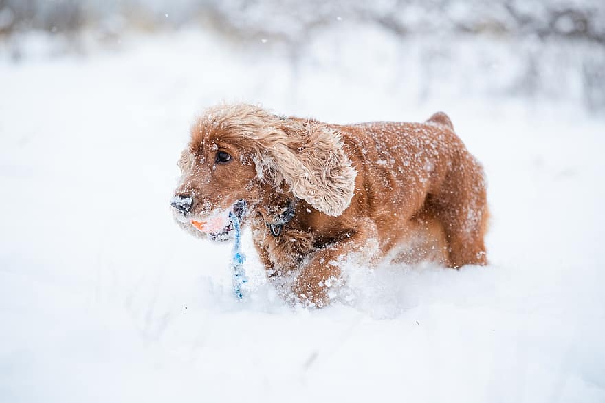 Cocker spaniol, câine, zăpadă, aduce, alergare, animal de companie, animal, câine de companie, canin, mamifer, drăguţ