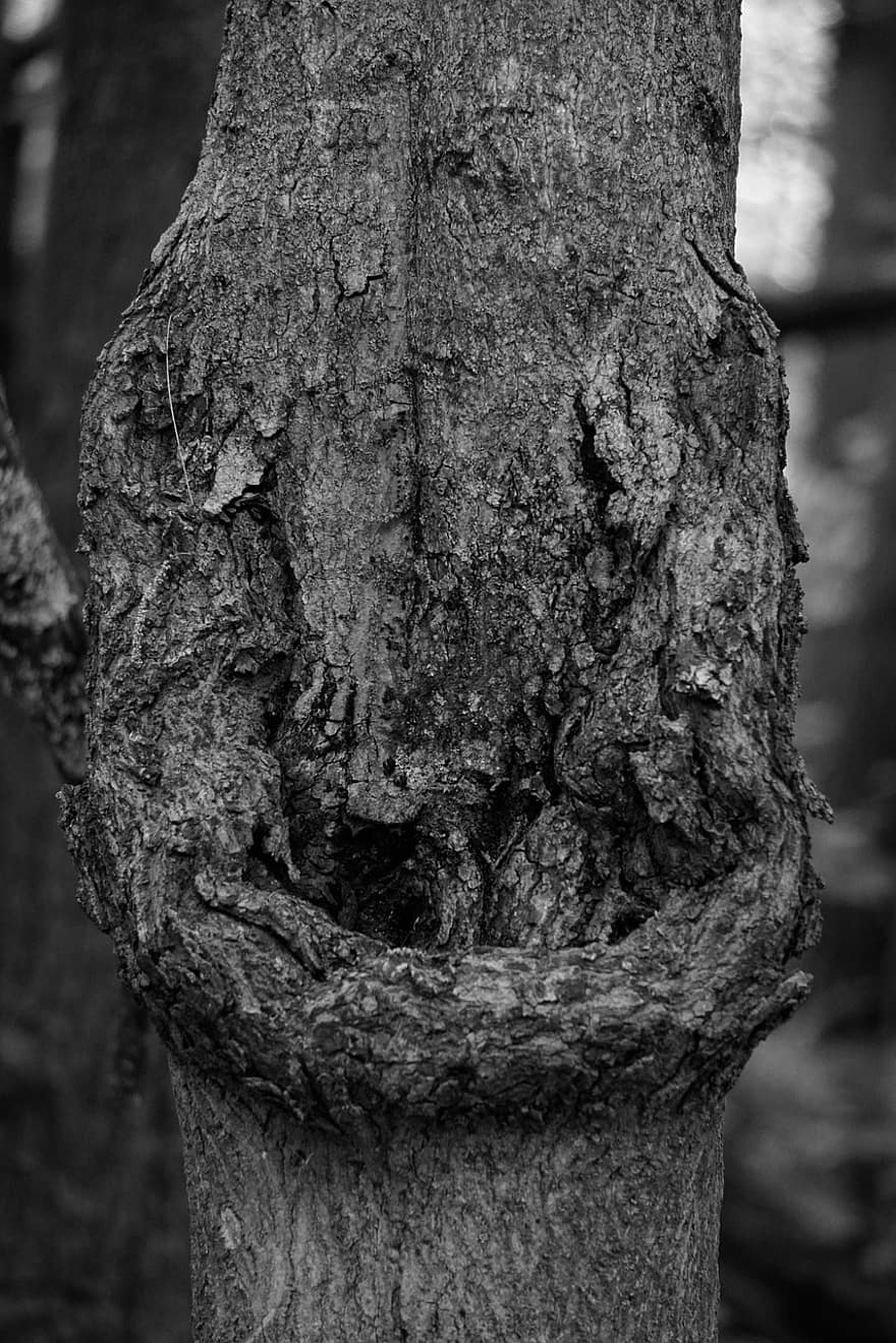arbre, fusta, tronc, escorça, místic, pi, bosc, naturalesa, fosc