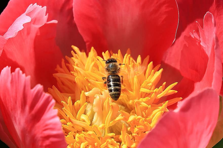bij, insect, bloem, honingbij, pioen, roze pioenroos, bestuiving, stampers, bloemblaadjes, fabriek, bloeien