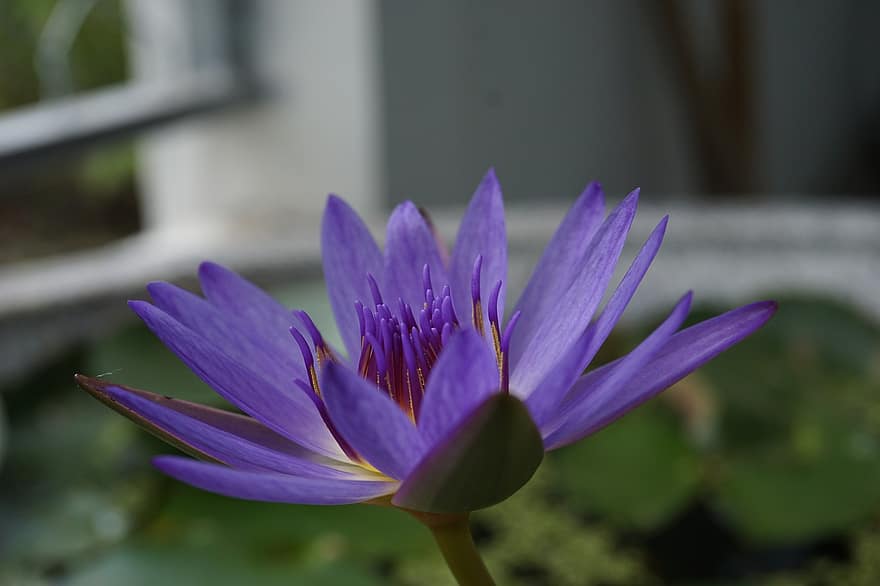 латаття, пурпурна квітка, лотос, квітка, природи, водна рослина
