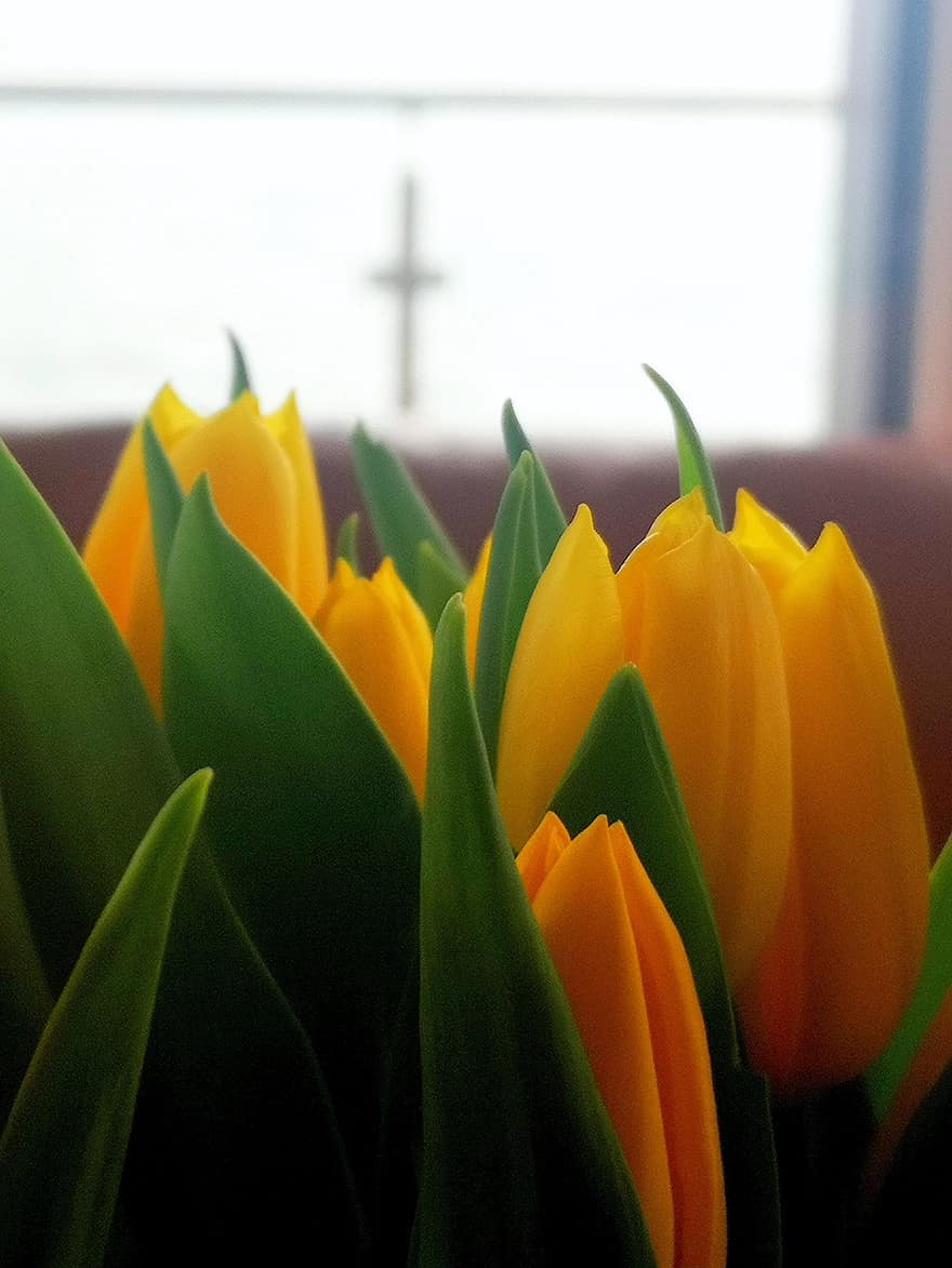 kwiat, Natura, tulipany, kwitnąć, wiosna, sezonowy, dekoracja, tulipan, roślina, zielony kolor, żółty