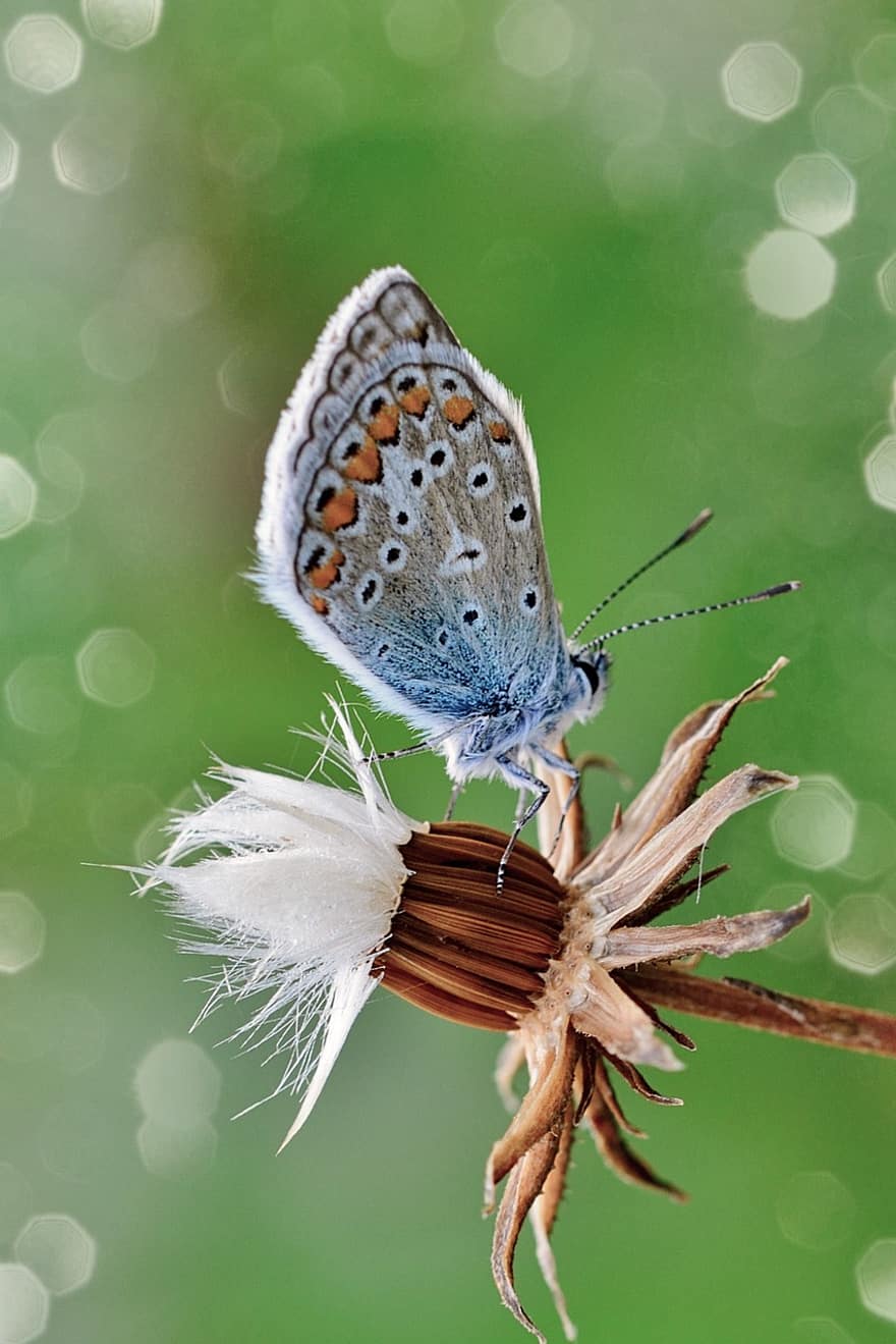 fjäril, pollinering, blomma, vanlig blå, insekt, entomologi, hauhechel blå, närbild, makro, grön färg, multi färgad