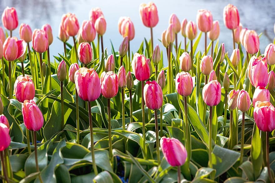 Tulpen, rosafarbene Tulpen, pinke Blumen, Blumen, Pflanzen, blühen, Flora, Natur, Nahansicht, Tulpe, Blume
