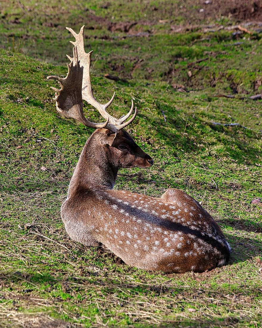 Deer, Animal, Wildlife, Antlers, Wild, Mammal, Fauna, Wilderness, animals in the wild, grass, forest