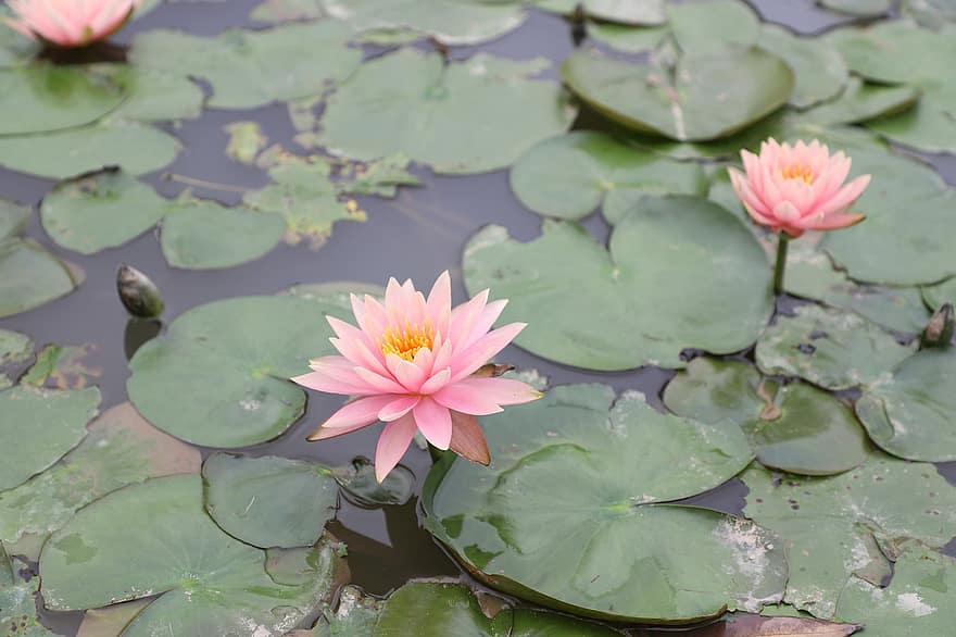 Lotus, Water Lilies, Aquatic Animals, Lake, leaf, pond, plant, flower head, flower, petal, summer