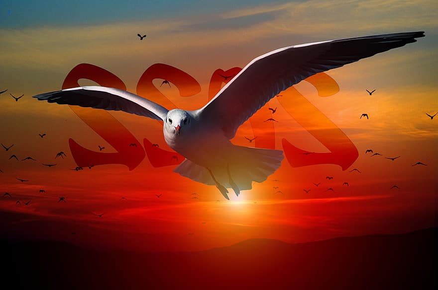 New Year's Day, Sylvester, 2022, Sunset, Gull, Heaven, Birds, Year, dom