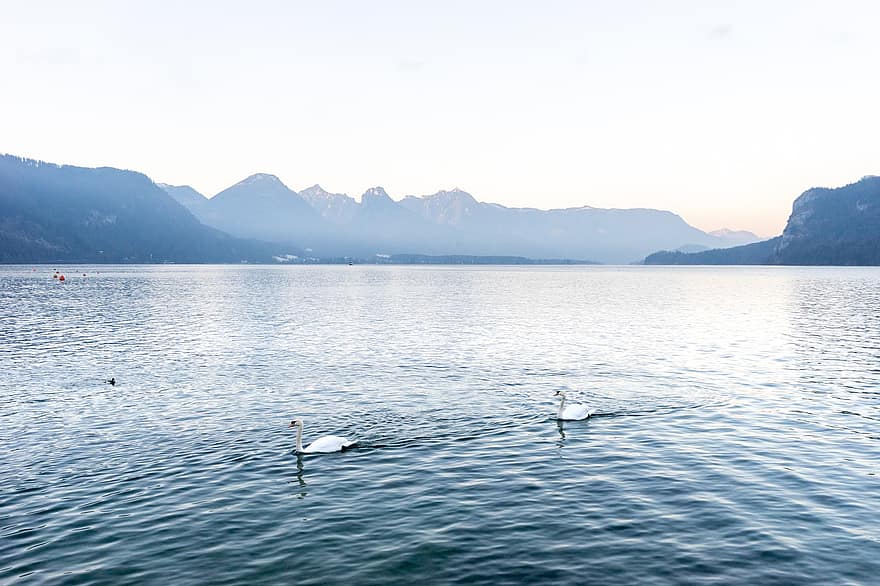 wolfgang-tó, Ausztria, hattyúk, Szent Gilgen, tó, hegyek, tájkép