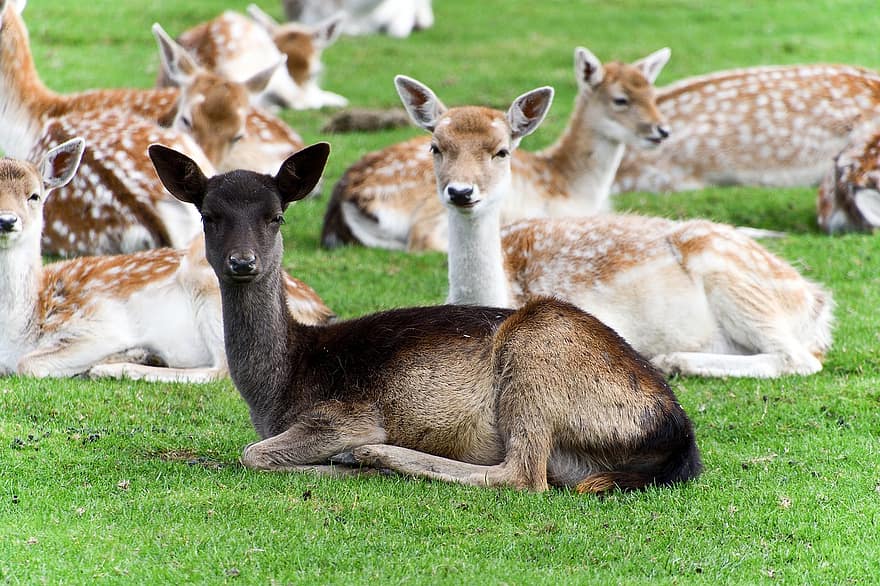 ノロジカ、若い鹿、群れ、鹿の群れ、軸鹿、アクシスジカ、草、牧草地、放牧、放牧動物、動物たち