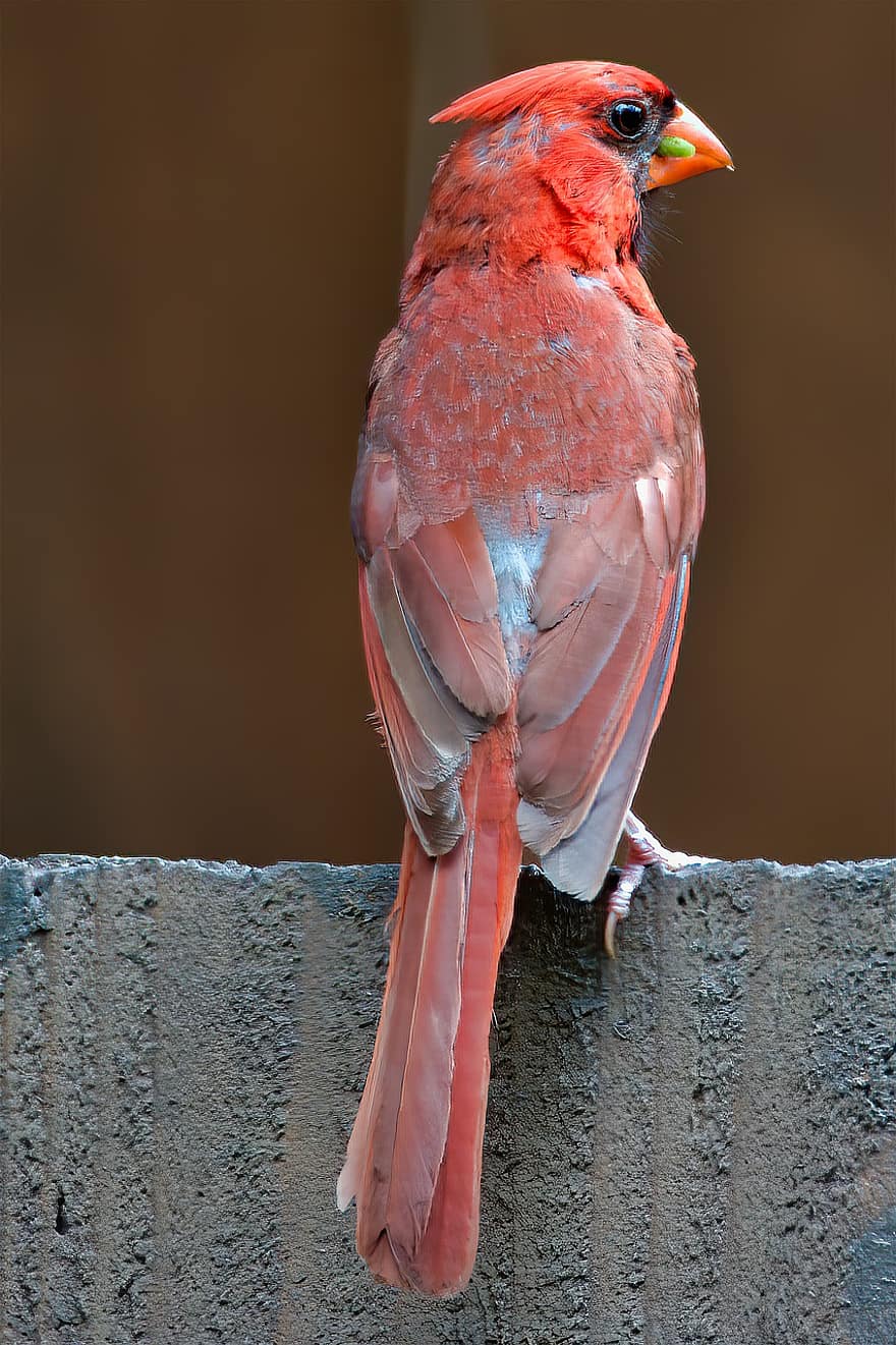 kardinaal, rode kardinaal, noordelijke kardinaal, hoofdvogel, rode vogel, vogel, Saint Charles, Missouri, natuur, dier