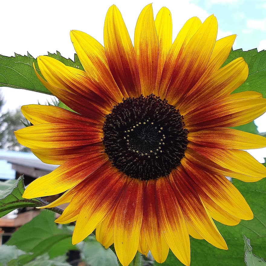 Sunflower, Flower, Petals, Flora, Botany, plant, close-up, leaf, summer, yellow, petal