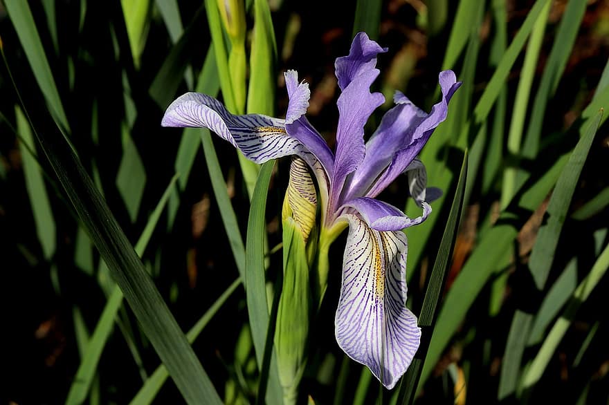 iris, plante, blomst, violet blomst, forår, have, havearbejde, havebrug, botanisk, tæt på, blad