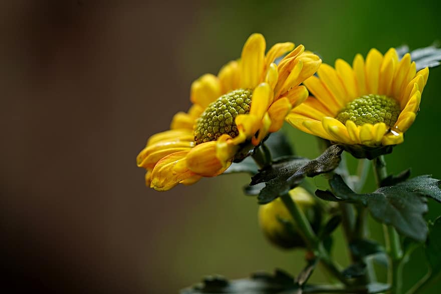 chryzantéma, květ, rostlina, okvětní lístky, flóra, Příroda, detail, letní, žlutá, zelená barva, okvětní lístek