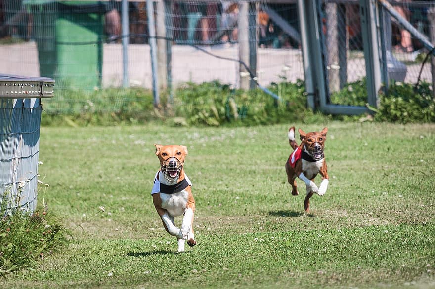 basenji, hundar, löpning, djur, fält, utomhus, aktiva, rörlighet, atletisk, hund-, konkurrens