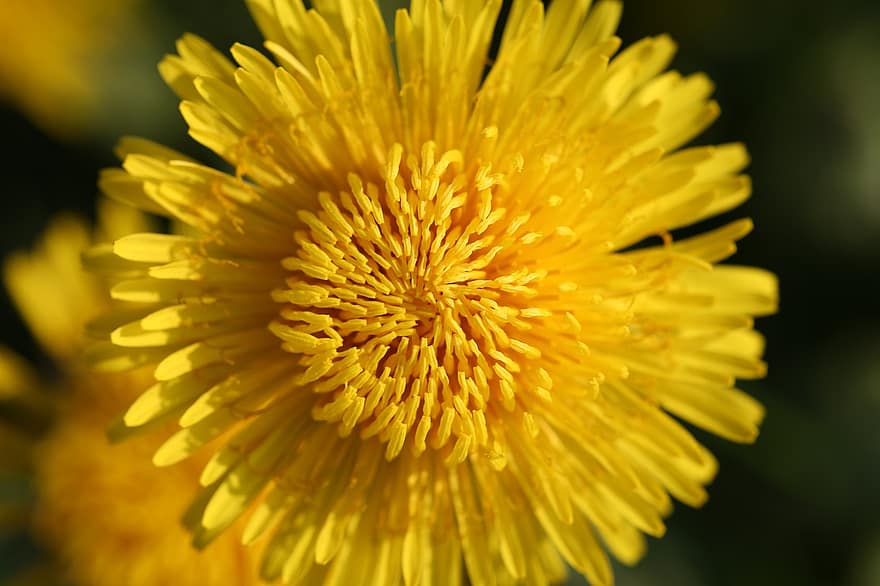 žlutý květ, květ, rostlina, flóra, Příroda, zblízka, žlutá, detail, makro, letní, jediný květ
